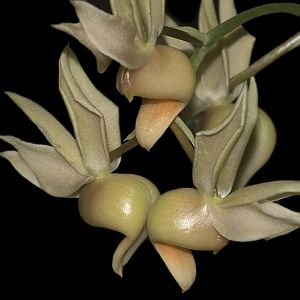 Catasetum fuchsii