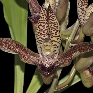 Catasetum schmidtianum