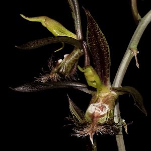 Catasetum saccatum
