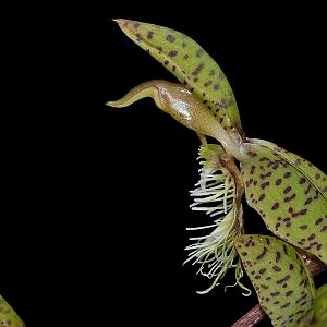 Catasetum barbatum
