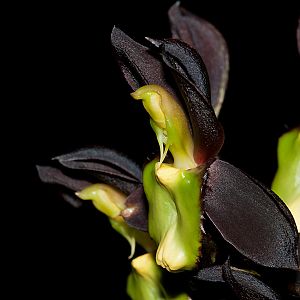 Catasetum tenebrosum