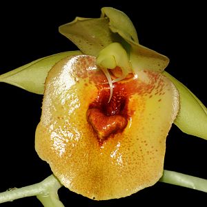 Catasetum expansum