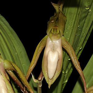 Catasetum tabulare