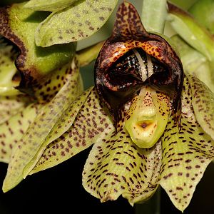 Catasetum sanguineum