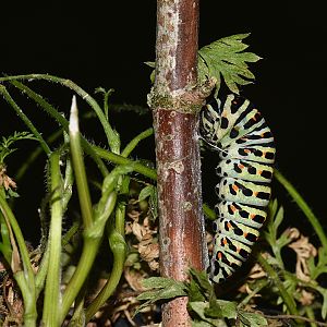 Papilio machaon